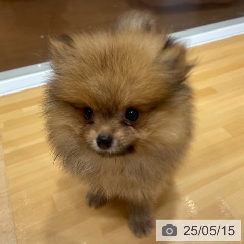 ポメラニアンの写真