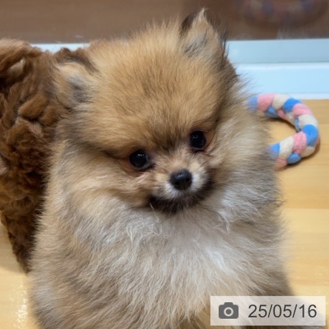 ポメラニアンの写真