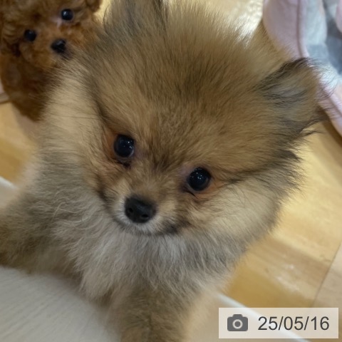 ポメラニアンの写真