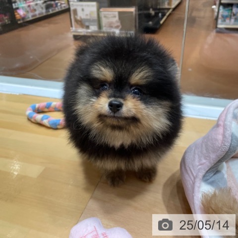 ポメラニアンの写真