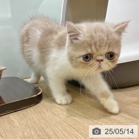 エキゾチックの写真