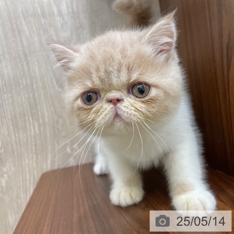 エキゾチックの写真