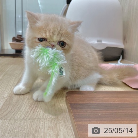 エキゾチックの写真