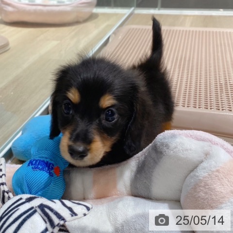 ミニチュア・ダックスフンドの写真