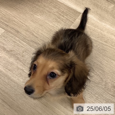 ミニチュア・ダックスフンドの写真