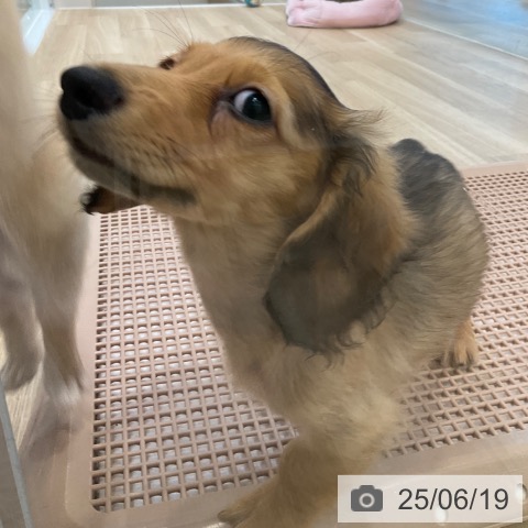 ミニチュア・ダックスフンドの写真
