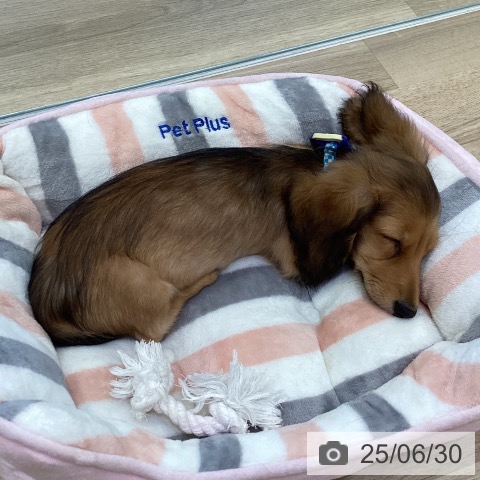 ミニチュア・ダックスフンドの写真