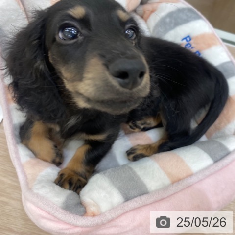 ミニチュア・ダックスフンドの写真