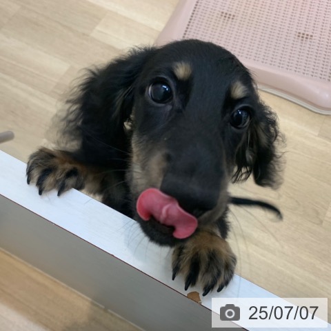 ミニチュア・ダックスフンドの写真