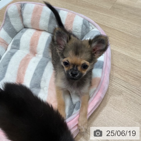 チワワの写真