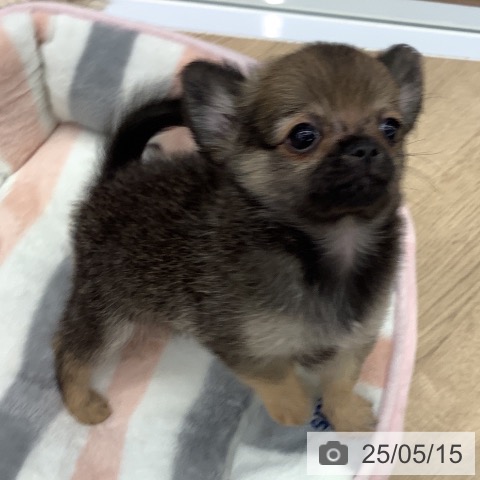 チワワの写真