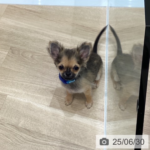 チワワの写真