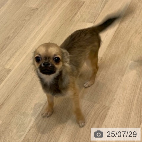 チワワの写真