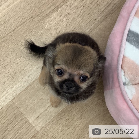 チワワの写真