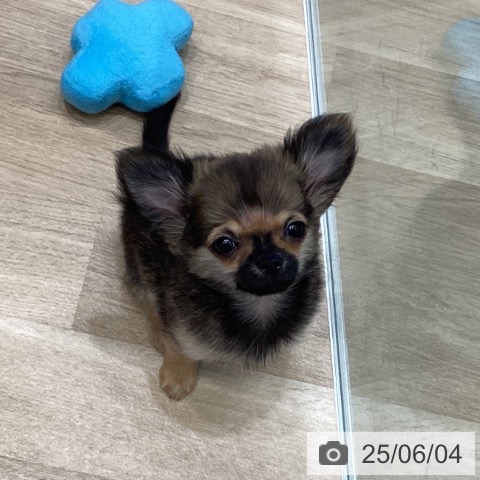チワワの写真