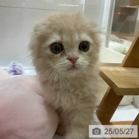 スコティッシュフォールドの写真