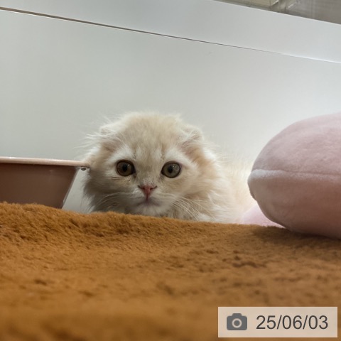スコティッシュフォールドの写真