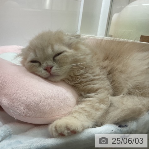スコティッシュフォールドの写真