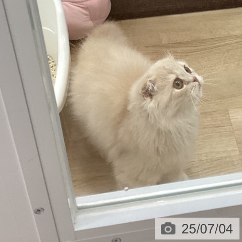 スコティッシュフォールドの写真