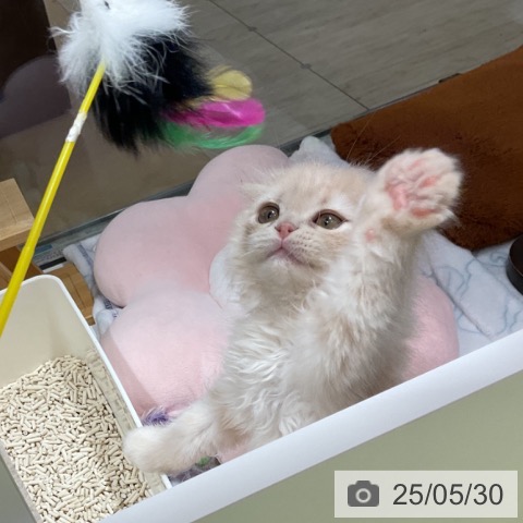 スコティッシュフォールドの写真