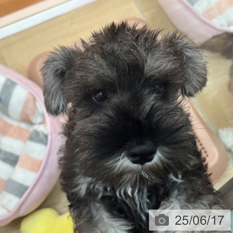 ミニチュア・シュナウザーの写真