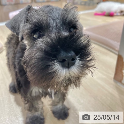ミニチュア・シュナウザーの写真