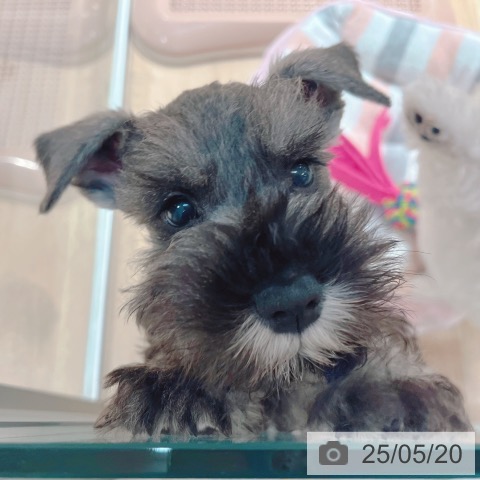 ミニチュア・シュナウザーの写真