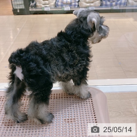 ミニチュア・シュナウザーの写真