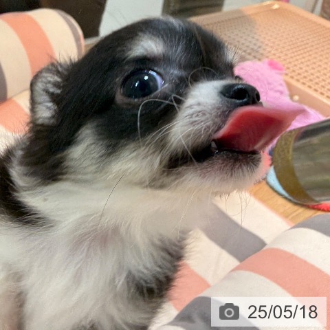 チワワの写真