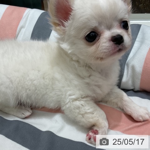 チワワの写真
