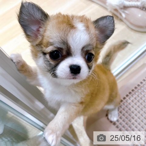 チワワの写真
