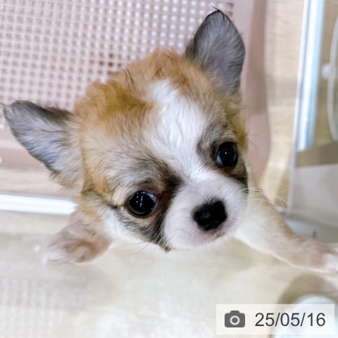 チワワの写真