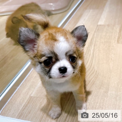 チワワの写真