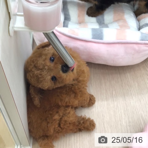 トイ・プードルの写真