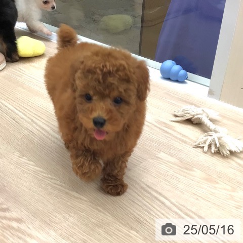 トイ・プードルの写真