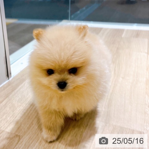ポメラニアンの写真