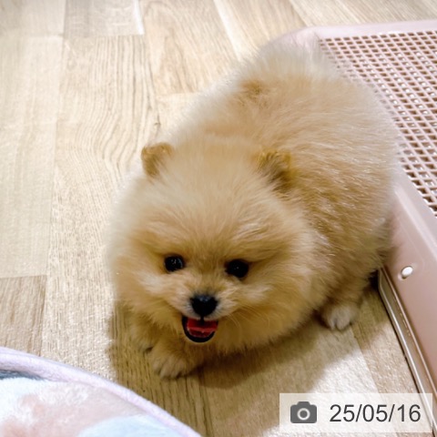 ポメラニアンの写真