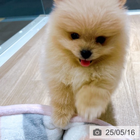 ポメラニアンの写真