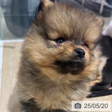 ポメラニアンの写真