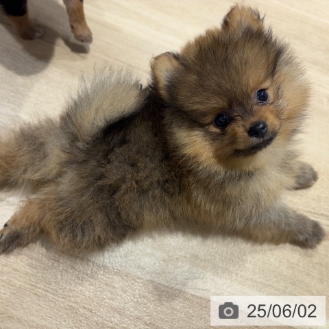 ポメラニアンの写真