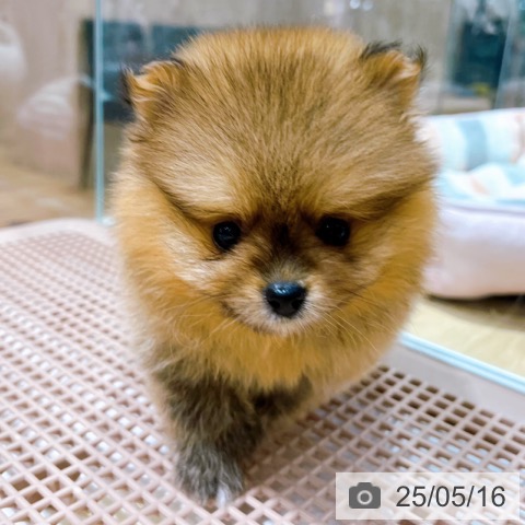 ポメラニアンの写真