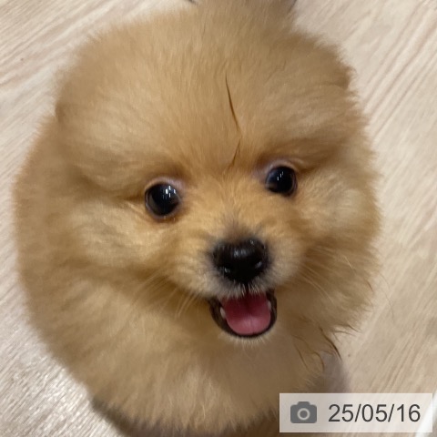 ポメラニアンの写真