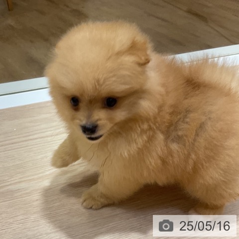 ポメラニアンの写真