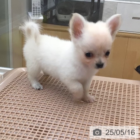 チワワの写真