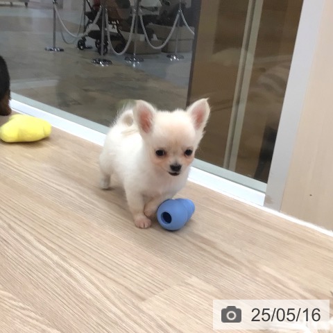 チワワの写真