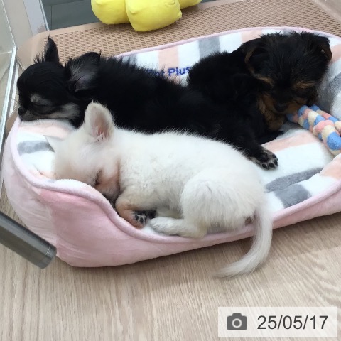 チワワの写真