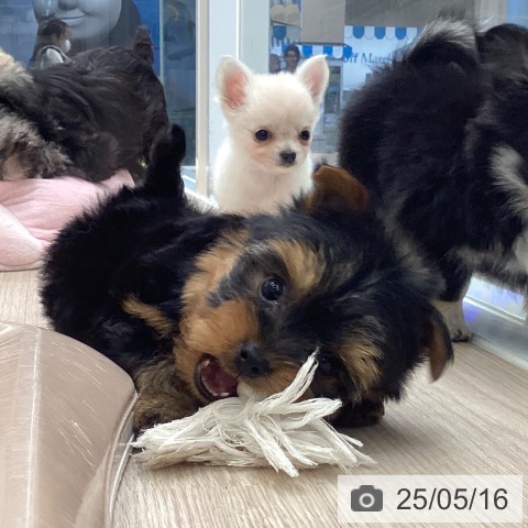 チワワの写真