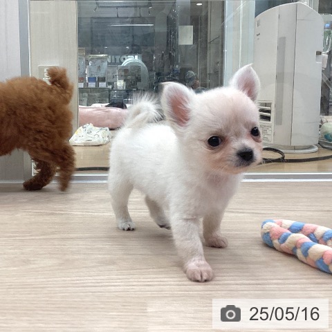 チワワの写真