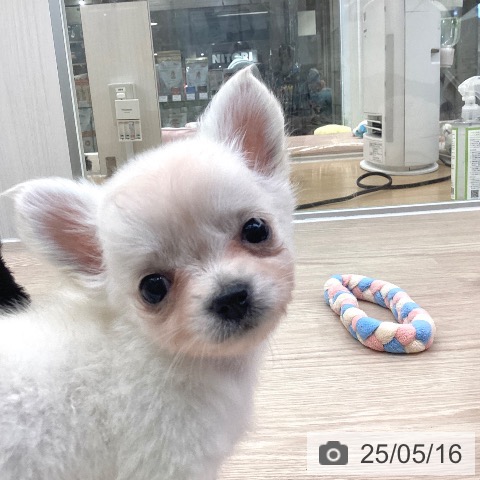 チワワの写真