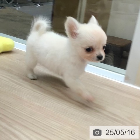 チワワの写真